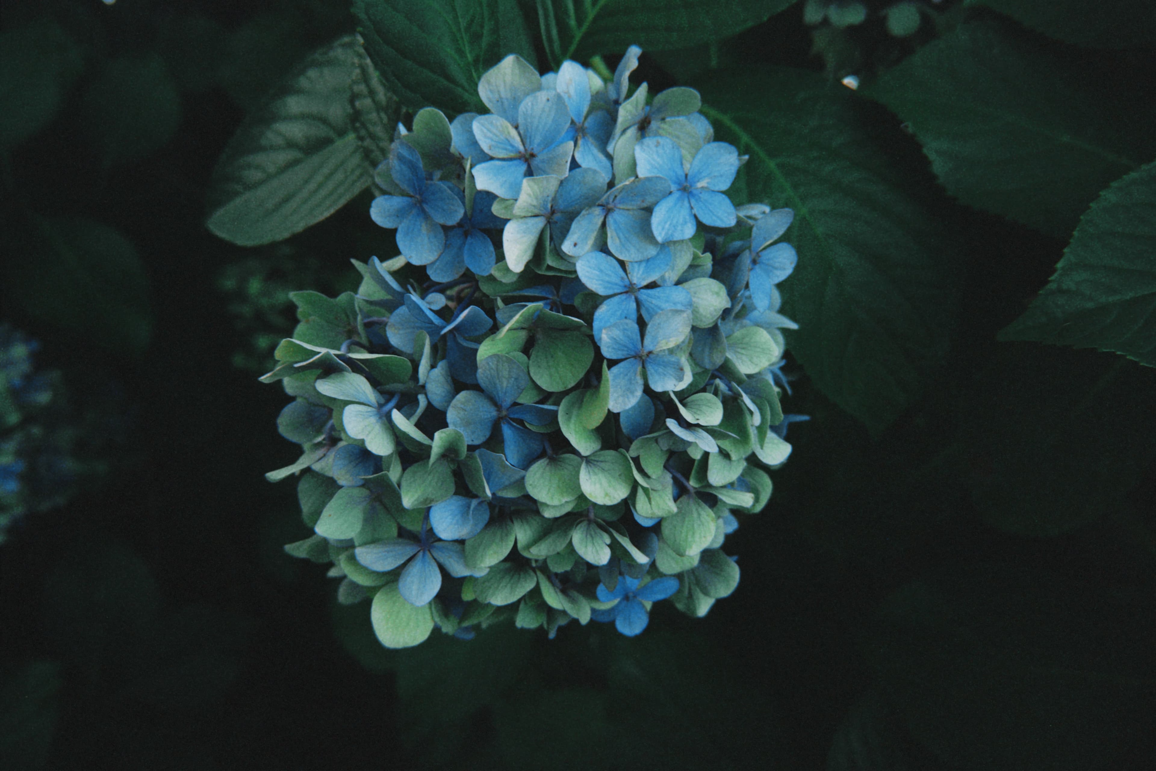 thirsty hydrangea